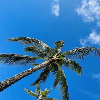 Poipu Beach - Palm trees - Beaches Near Me - Koloa, Hawaii Poipu Beach - Palm trees - Beaches Near Me - Koloa, Hawaii