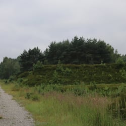 Heidegebiet Brüggen Bracht "Depot" - Das gleiche Bild, Kiefern erobern die Heide.
