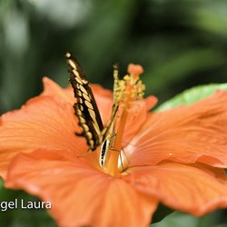 Jardin des papillons éxotiques