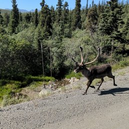 Caribou running past us Caribou running past us