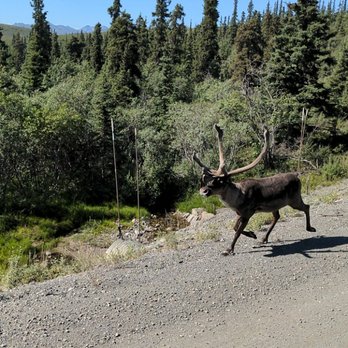 Denali National Park - Caribou running past us - Parks Near Me Denali National Park - Caribou running past us - Parks Near Me