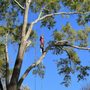 Photo of Tarzan Tree Removal & Land Clearing Company