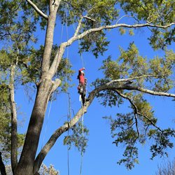 Tarzan Tree Removal & Land Clearing Company