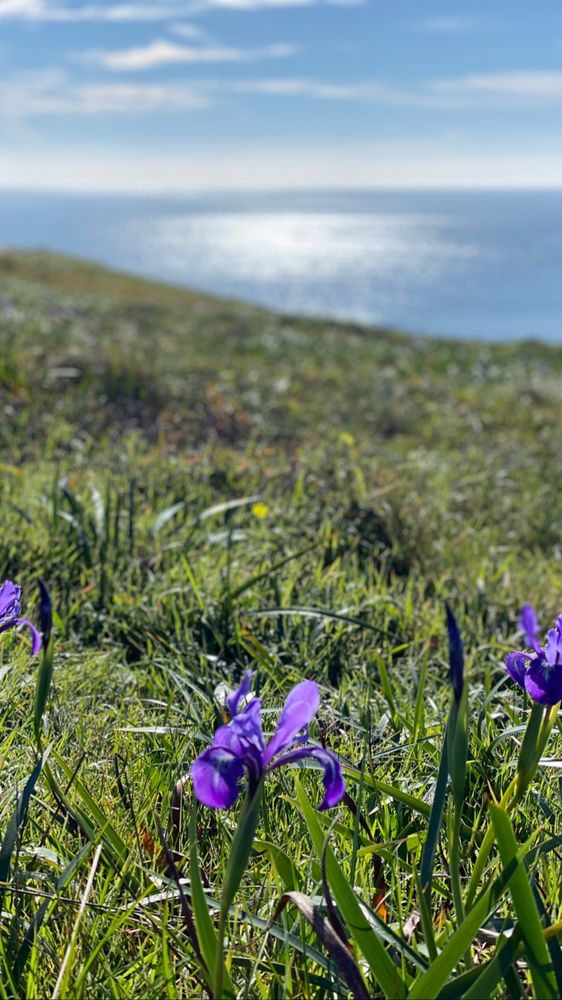 Chimney Rock - Point Reyes National Seashore
