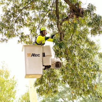 Bartlett Tree Experts - Tree Services Near Me - Southlake, Texas Bartlett Tree Experts - Tree Services Near Me - Southlake, Texas
