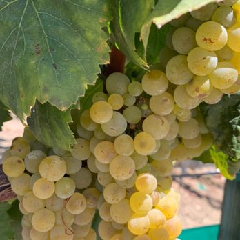 Temecula Valley Cable Car Wine Tours - Wine Tours Near Me - Temecula, California