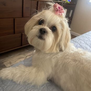 Furologist Dog Spa - Pet Groomers Near Me - San Jose, California