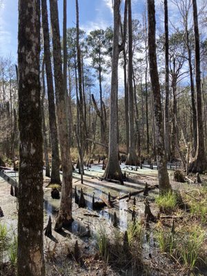 Caw Caw Interpretive Center by null