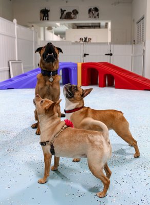 City Bark Miami by null