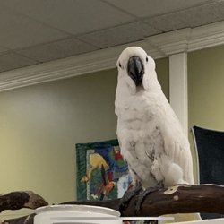Parrotzville
