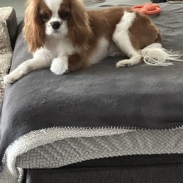 Wonderful grooming . Caring and thoughtful staff . Wonderful grooming . Caring and thoughtful staff .