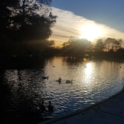Lafreniere Park by null
