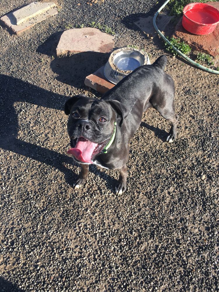 AIRPORT DOG PARK Dog Parks 87168904 Saint Vrain Rd, Longmont, CO