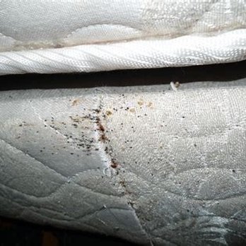Sleep Inn Clearwater - Bed bugs - Hotels Near Me - Clearwater, Florida