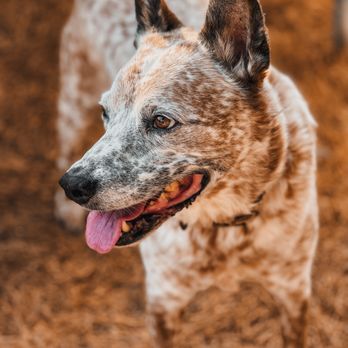 Wags and Whiskers - Bolt! - Pet Sitting Near Me Wags and Whiskers - Bolt! - Pet Sitting Near Me