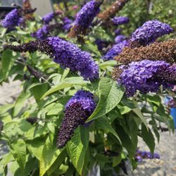 Jasper Gardening Service