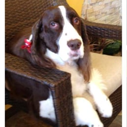 Cooper - coming to this spa since I was a pup - now I am a senior and love the pampering! Cooper - coming to this spa since I was a pup - now I am a senior and love the pampering!