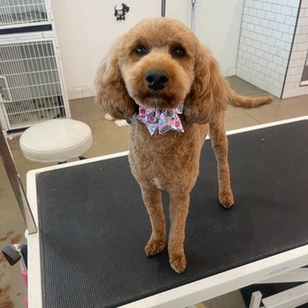 Pixie Sticks Dog Boutique - Dog Boa - Pet Groomers Near Me - Gilbert, Arizona