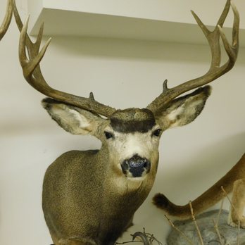 Barry Shertzer's Taxidermy - Barry Shertzer's Taxidermy - Taxidermy Near Me - Lititz, Pennsylvania Barry Shertzer's Taxidermy - Barry Shertzer's Taxidermy - Taxidermy Near Me - Lititz, Pennsylvania