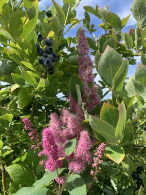 Larsen Lake Blueberry Farm by null