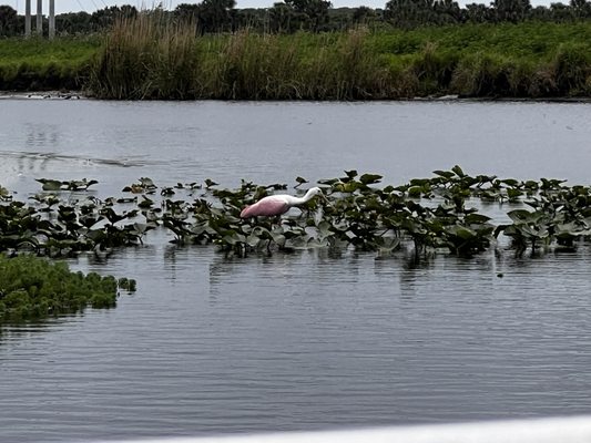Lone Cabbage Fish Camp by null