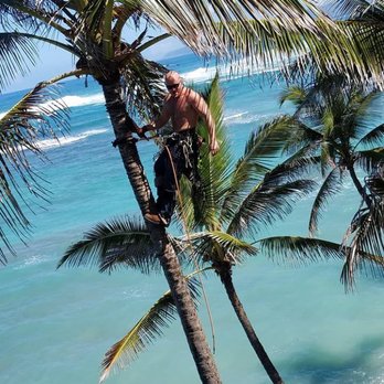 Starfarms Tree Service - Tree trimming - Tree Services Near Me Starfarms Tree Service - Tree trimming - Tree Services Near Me