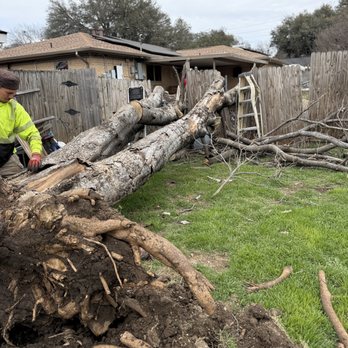 Texas Tree Tops-Tree Services - Tree Services Near Me - Fort Worth, Texas Texas Tree Tops-Tree Services - Tree Services Near Me - Fort Worth, Texas