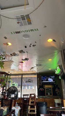 The Shrimp Lover by null