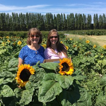 Sequim Lavender Festival - Graysmarsh, has berry picking - Festivals Near Me Sequim Lavender Festival - Graysmarsh, has berry picking - Festivals Near Me