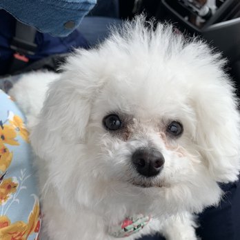 1. Pet Styles By Julie