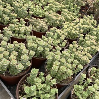 Amalia's Succulents - Nurseries & Gardening Near Me - Vista, California