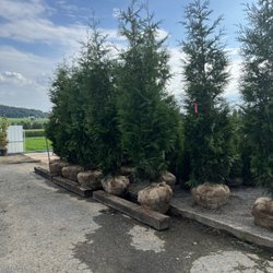 Sauder's Nursery - 10-12' B&B Green Giants