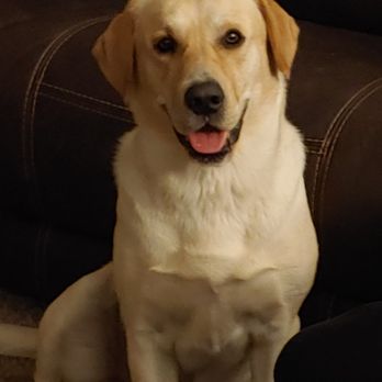 Inclan Pet and Supplies - Pet Breeders Near Me