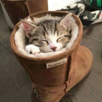 All Cats Care Center - Veterinarians Near Me - Webster, New York All Cats Care Center - Veterinarians Near Me - Webster, New York