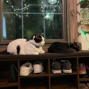 Cats & Crystals - Pet Adoption Near Me - Oceanside, California