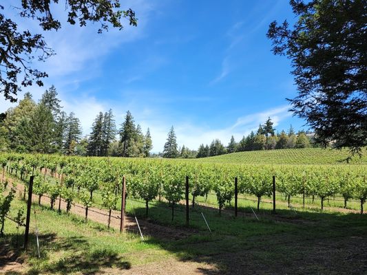 Toulouse Vineyards & Winery by null