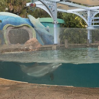 Dolphin Nursery - Aquariums Near Me - Orlando, Florida