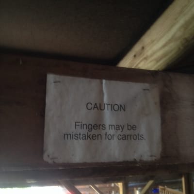 Salt Spring Island Cheese by null