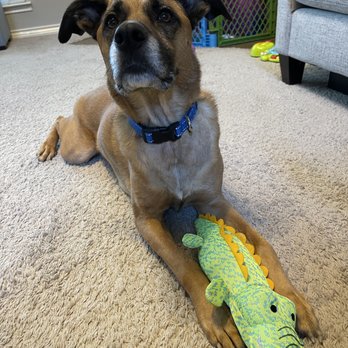 Metro-Pet Services - Brady  & his dragon - Dog Walkers Near Me - Plano, Texas