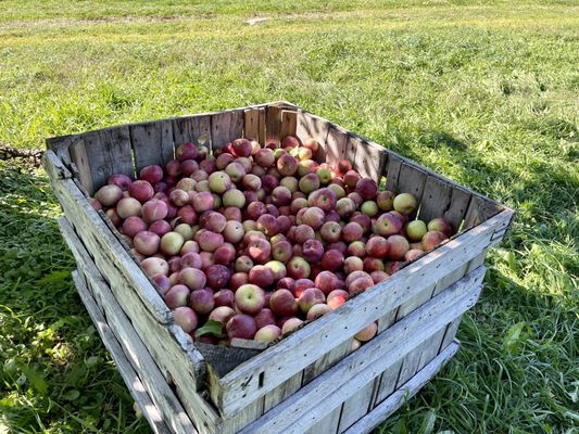 Carver Hill Orchard by null