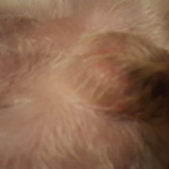 Classy Cuts Pet Salon - Pet Groomers Near Me - Keller, Texas