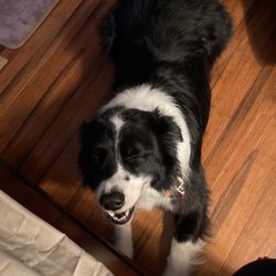 Dusty Paws