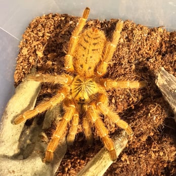The Pet Shop - This is the OBT I ordered about a year ago from The Pet Shop when it was a 1/4" sling now it's a 4" beast. :) - Pet Stores Near Me - Mesa, Arizona The Pet Shop - This is the OBT I ordered about a year ago from The Pet Shop when it was a 1/4" sling now it's a 4" beast. :) - Pet Stores Near Me - Mesa, Arizona