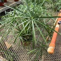 Plant Place - Cool plants