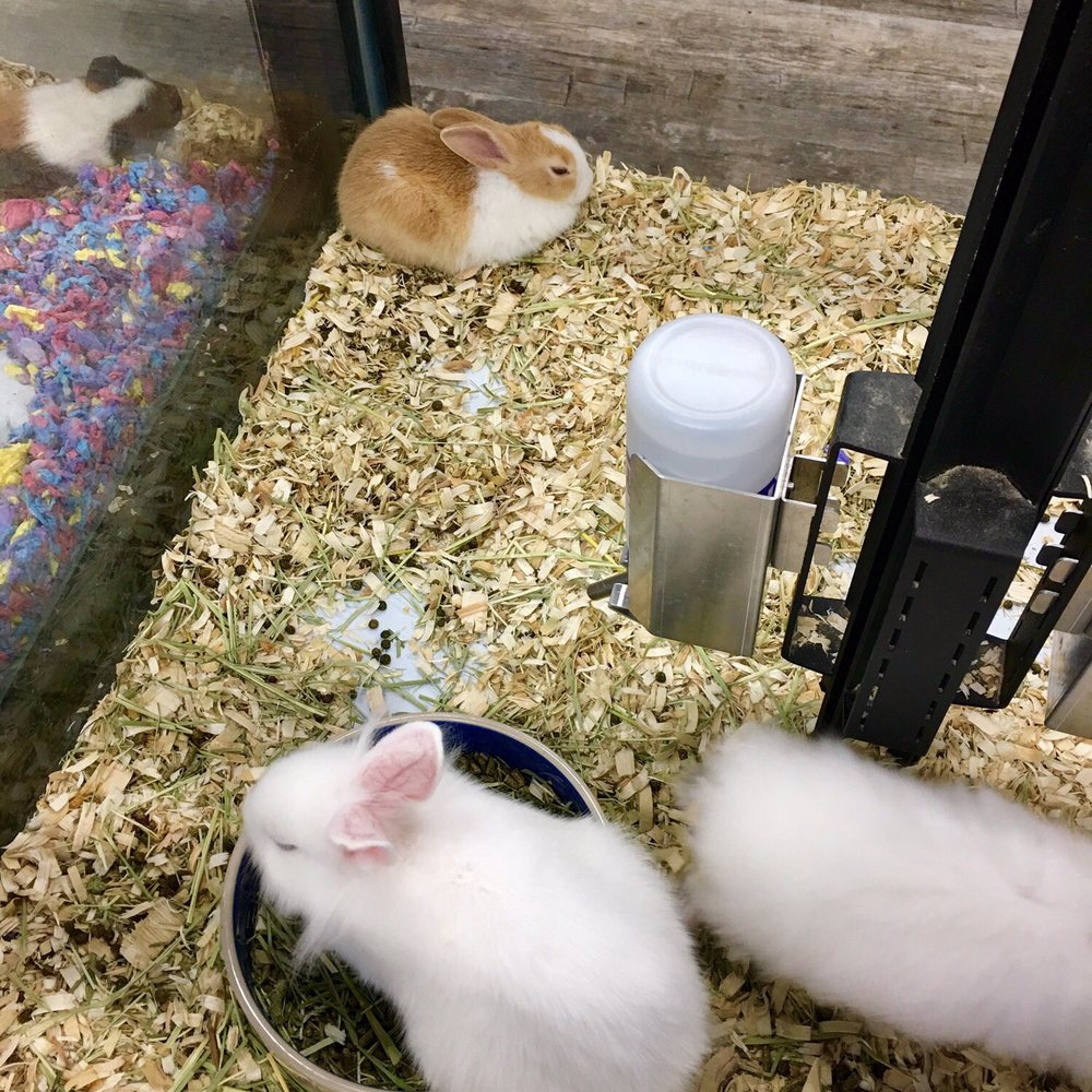 Pet Supermarket - Rabbits! - Pet Groomers Near Me - Greenville, South Carolina Pet Supermarket - Rabbits! - Pet Groomers Near Me - Greenville, South Carolina