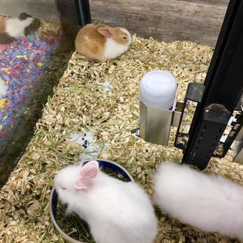 Pet Supermarket - Rabbits! - Pet Groomers Near Me - Greenville, South Carolina Pet Supermarket - Rabbits! - Pet Groomers Near Me - Greenville, South Carolina
