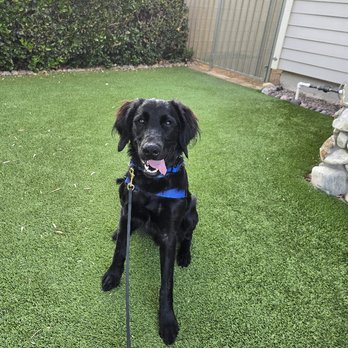 Rooted Dog Training - Odin - Pet Training Near Me - Upland, California Rooted Dog Training - Odin - Pet Training Near Me - Upland, California