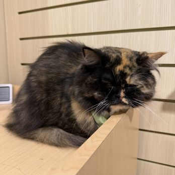 Cat Cafe Moff - Themed Cafes Near Me - Honolulu, Hawaii Cat Cafe Moff - Themed Cafes Near Me - Honolulu, Hawaii