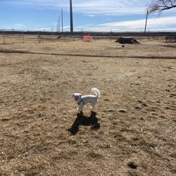 Winslow Bark Park
