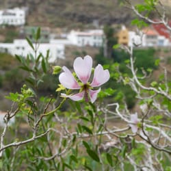 Jardin Botanico Canario Viera y Clavijo